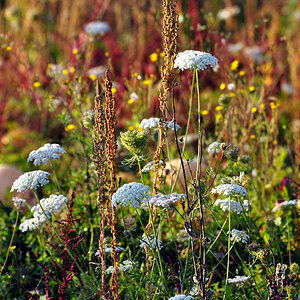 DSC 5245 Herbst
