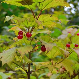 rote Beeren