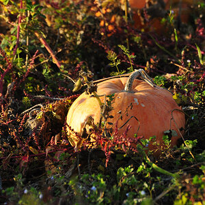 DSC 5246 Herbst