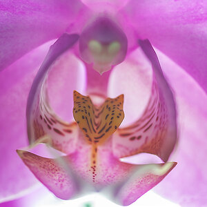 orchidee
