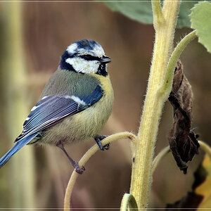 DSC 7852 Blaumeise 1000 R 2