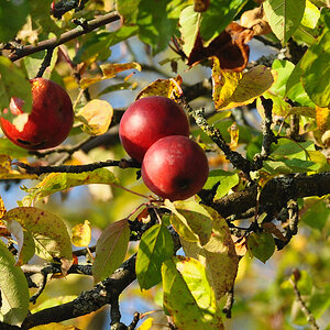 DSC 5169 Herbst