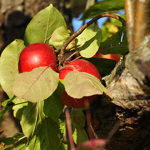 DSC 5170 Herbst