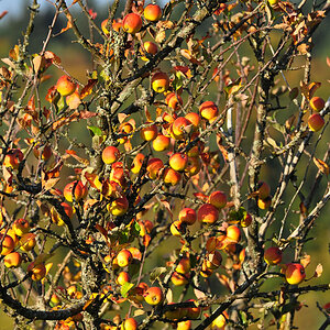 DSC 5183 Herbst