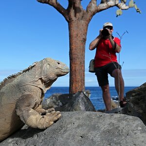 ECU 2014 1JEH Galapagos Echse vor der Linse 2152