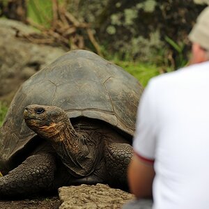ECU 2014 1JEH Galapagos Riesenschildkroete ganz nah 4841