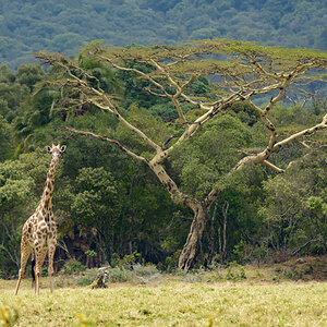 tansania arusha giraffe
