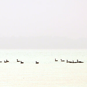 DSC 8825 Gänse
