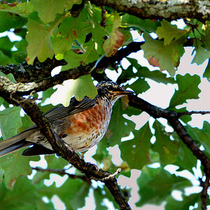 DSC 8727 Drossel