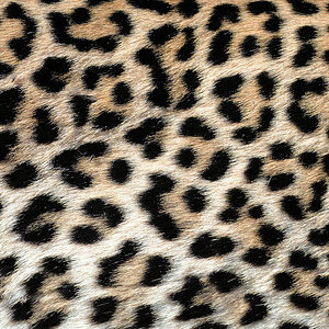 Brennweite kann man nie genug haben ...
... so lange die Naheinstellgrenze passt.
Leopard, Aberdares

6568