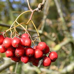 Beeren im Herbst
