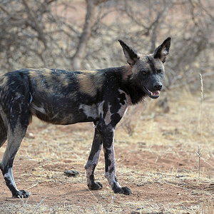 Wildhund, Samburu
9214