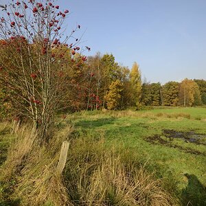 Waldrand