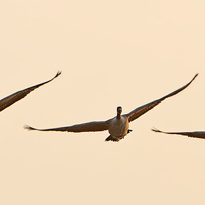 DSC 8885 Gänse