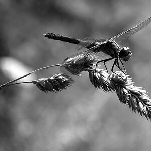Libelle 1