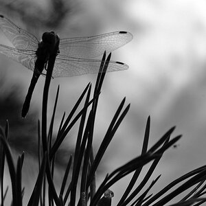 Libelle 2