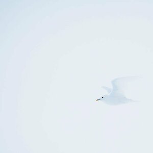 Spitzbergen 2015 SPE 09 DSC3497