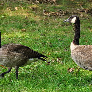 DSC 4615 Gänse