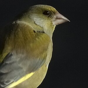 DSC 0007Aa