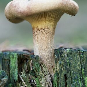 Deister 031015 021