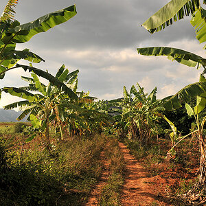 Bananenalle im Valle de Vinales
6439