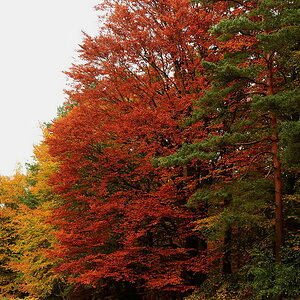 Herbst
