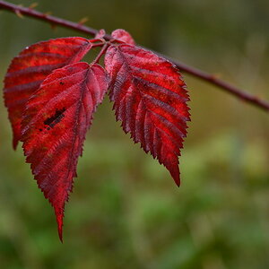 Herbstbrombeere