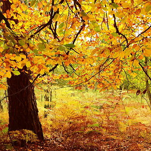 Oktoberwald