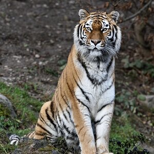 Amurtiger 122015