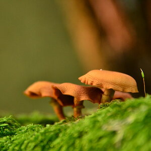 Pilze im Moos