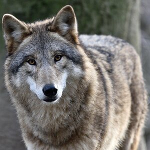 Wolf 122015