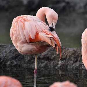 Flamingo 122015