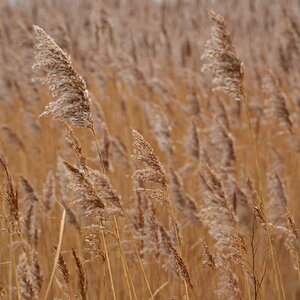 Schilfmeer