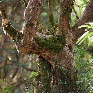 Rhododendron bei Ghorepani klein
