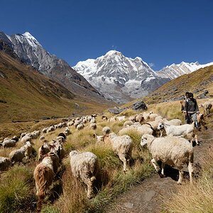 Schafe Annapurna South klein