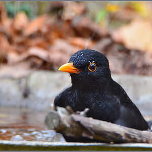 DSC 9504 Amsel