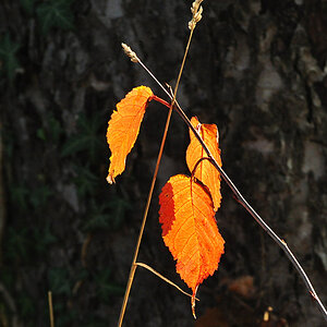 DSC 5156 Herbst