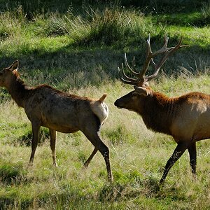 Wapiti / Elk II
Tierpark Sababurg 09/2015