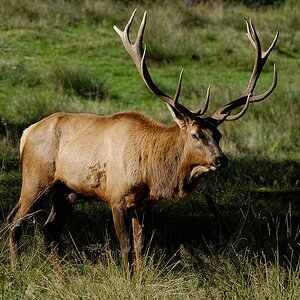 Wapiti / Elk I
Tierpark Sababurg 09/2015