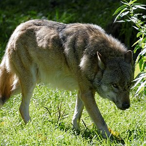 Wolf
Tierpark Sababurg 09/2015