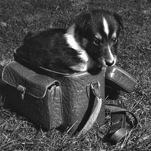 Alma Collie