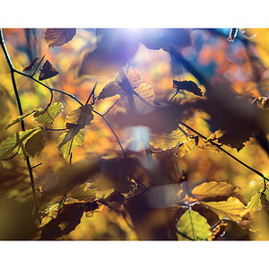 herbst