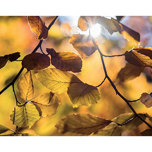 herbst