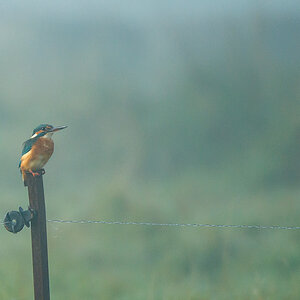 Eisvogel