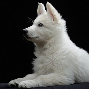 Loki4
