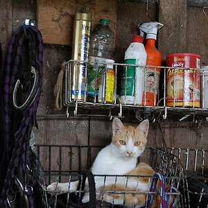 Stallkatze 1