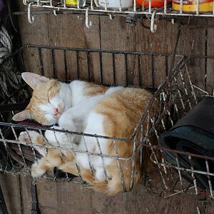 Stallkatze 3