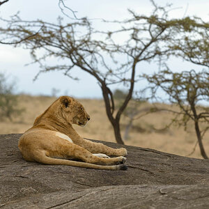 tansania serengeti loewe 2