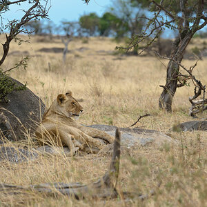 tansania serengeti loewe 4