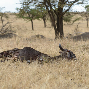 tansania serengeti loewenfutter